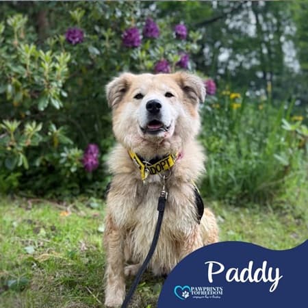 Paddy — Unknown