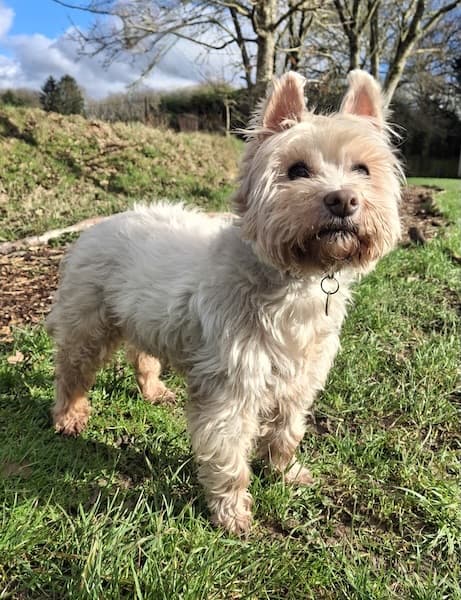 Bertie — Unknown