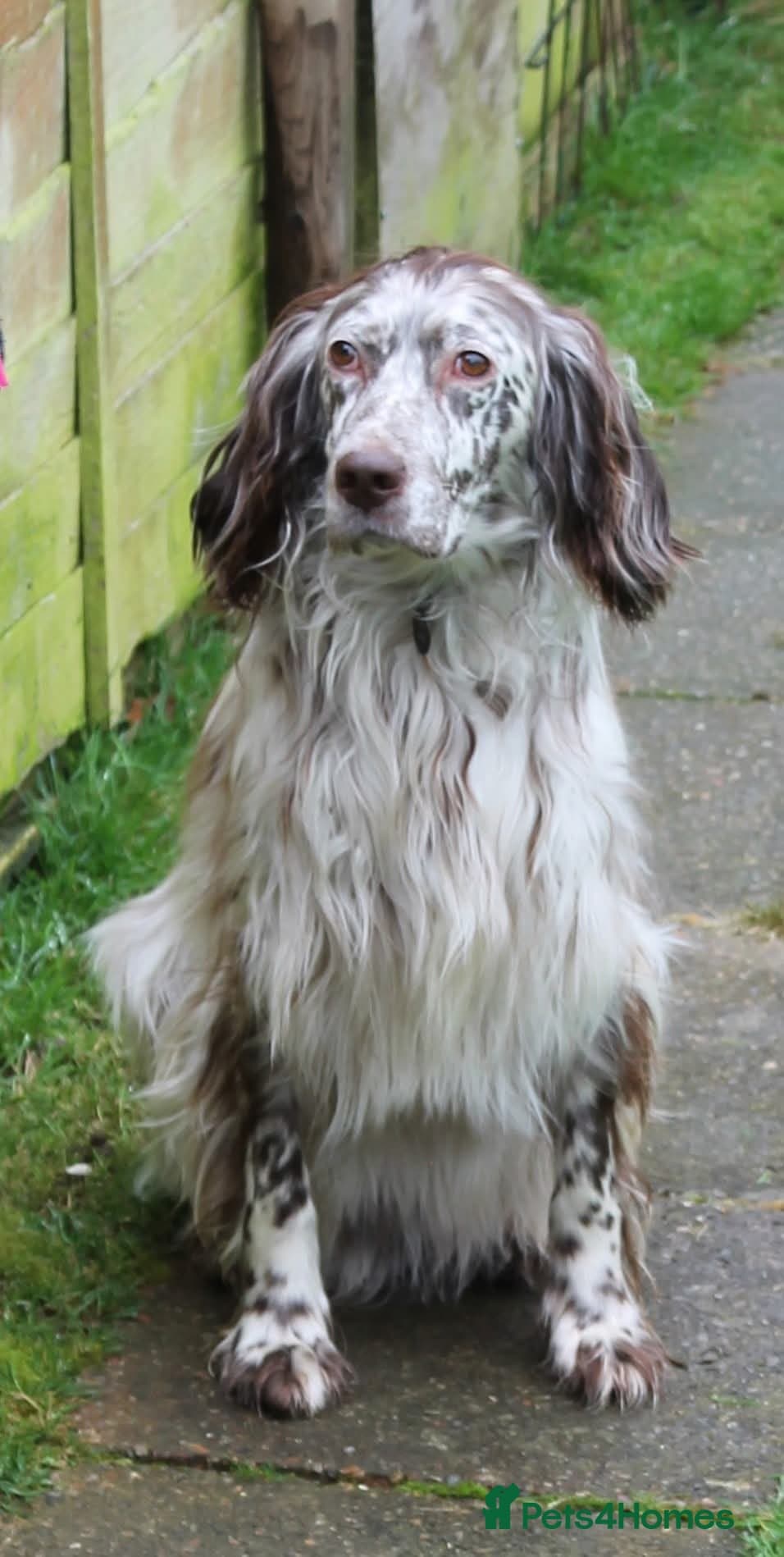 Alfie photo 7