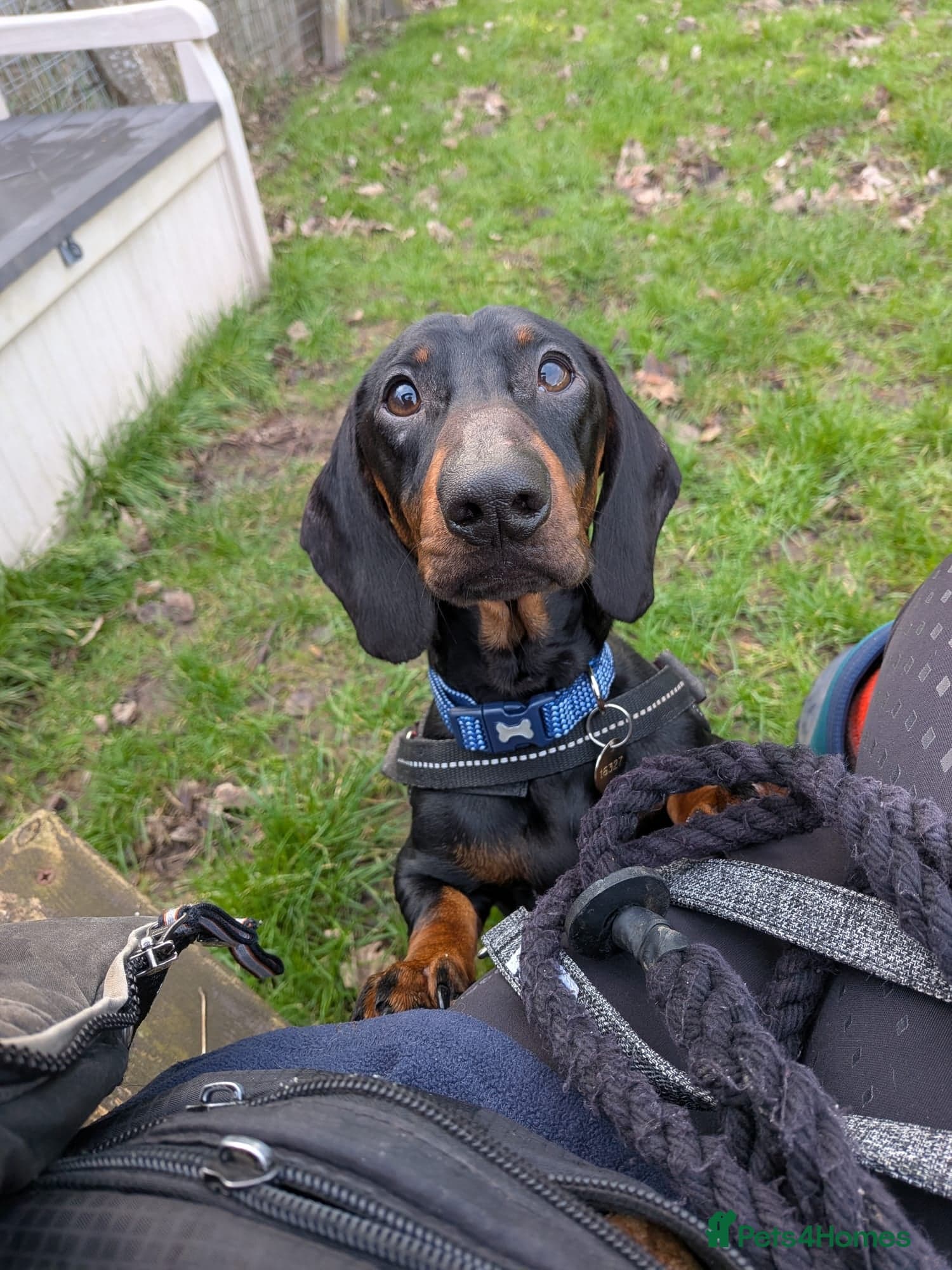 Sausage — Dachshund