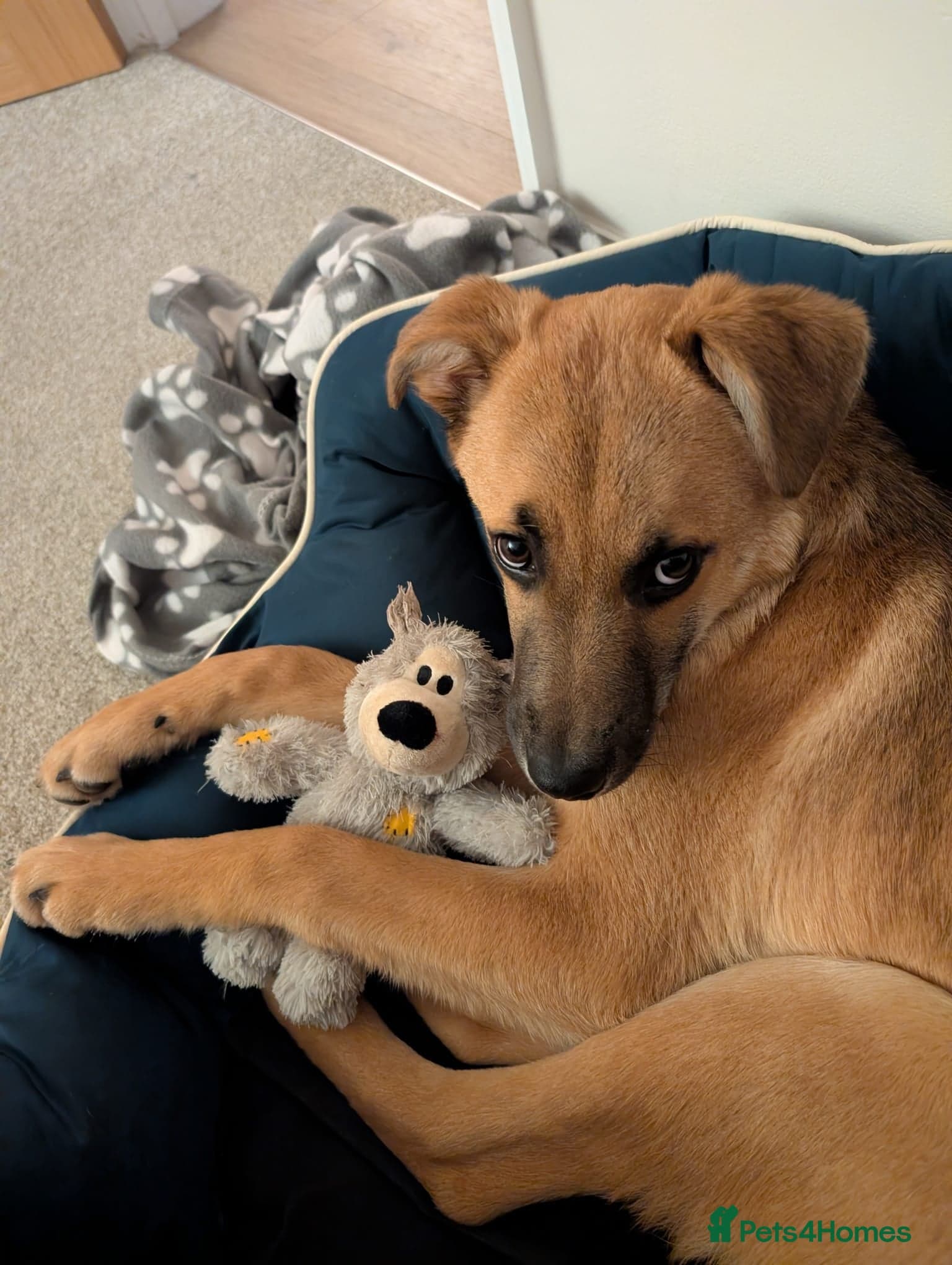 Max 🐶 photo 5