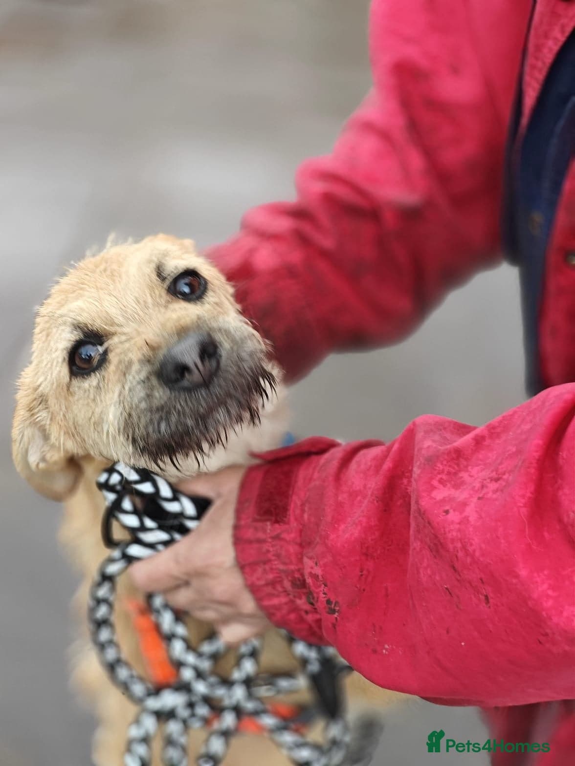 ️🐶 bekki photo 4