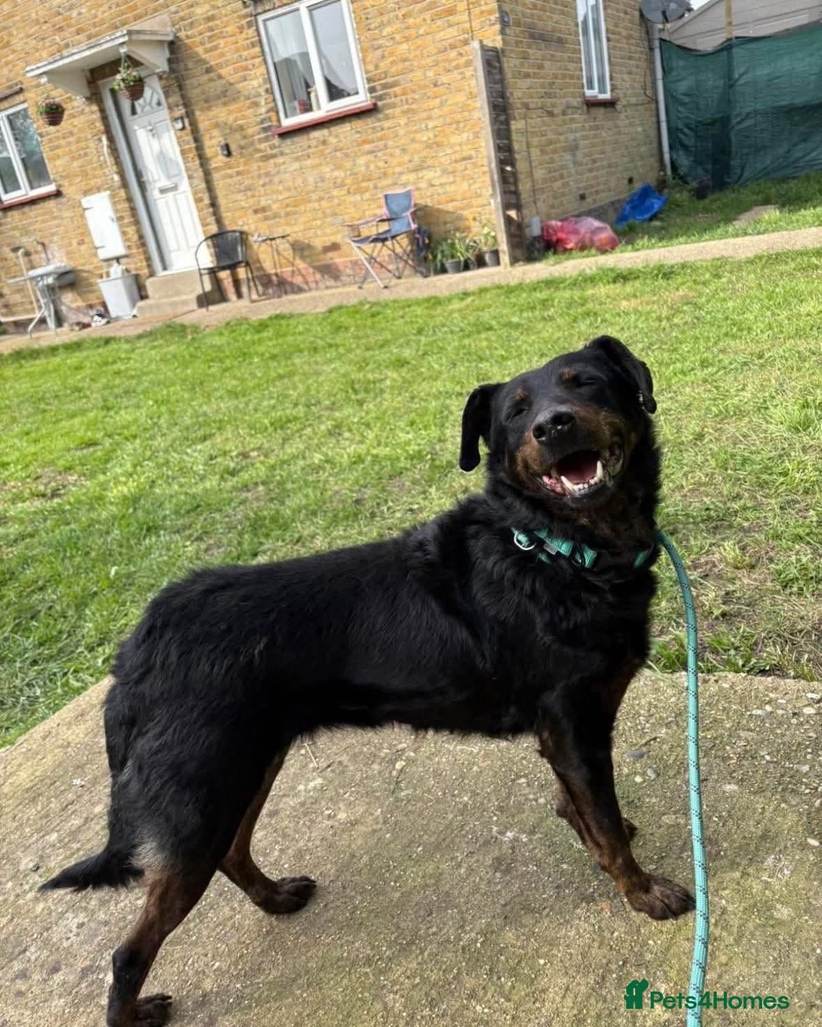 Cute Cassia — Mixed Breed