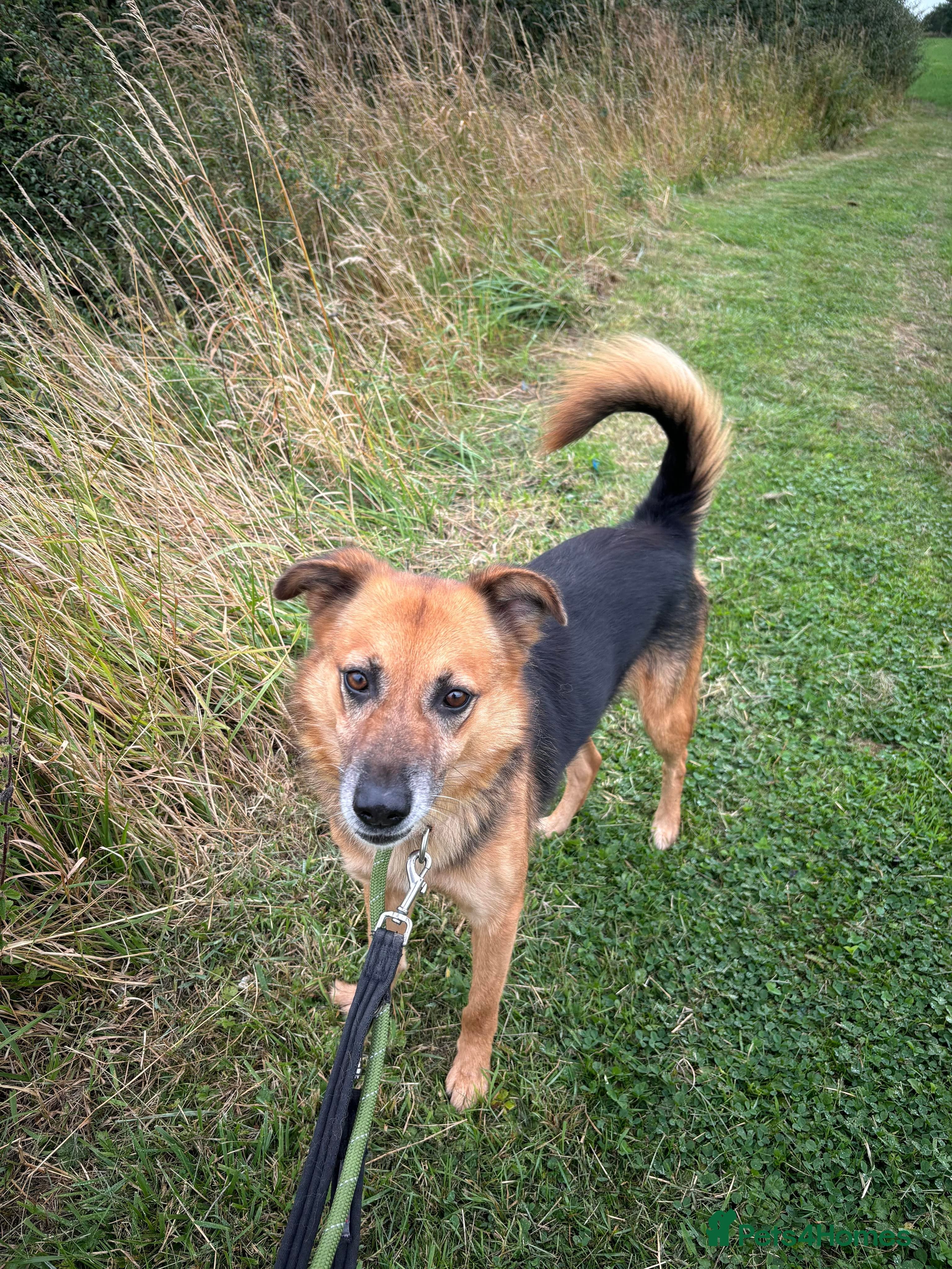 Meet Star, currently residing in Cheshire — Mixed Breed