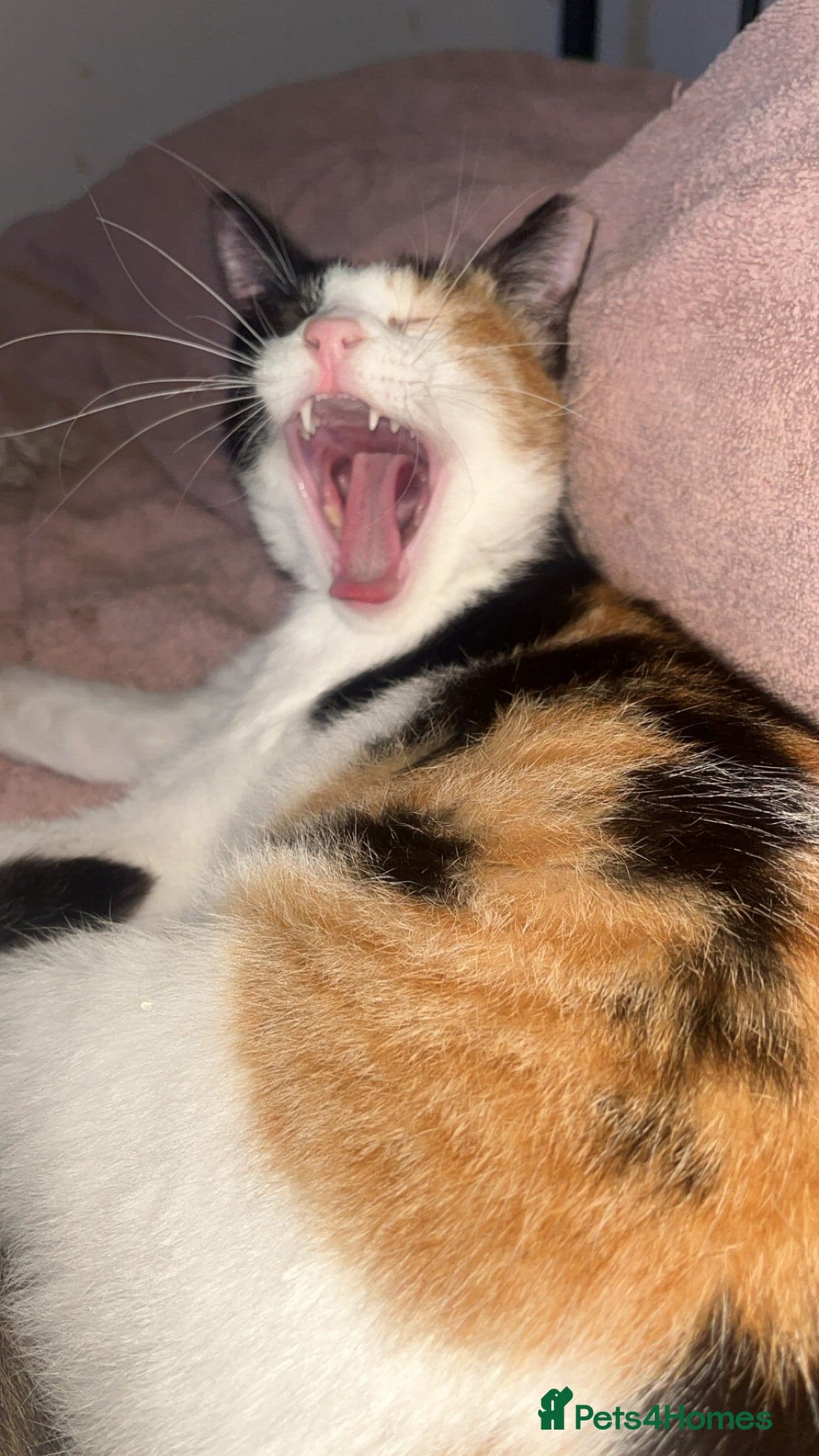 Patches photo 2