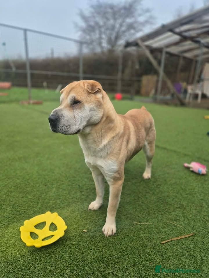 Dove — Mixed Breed