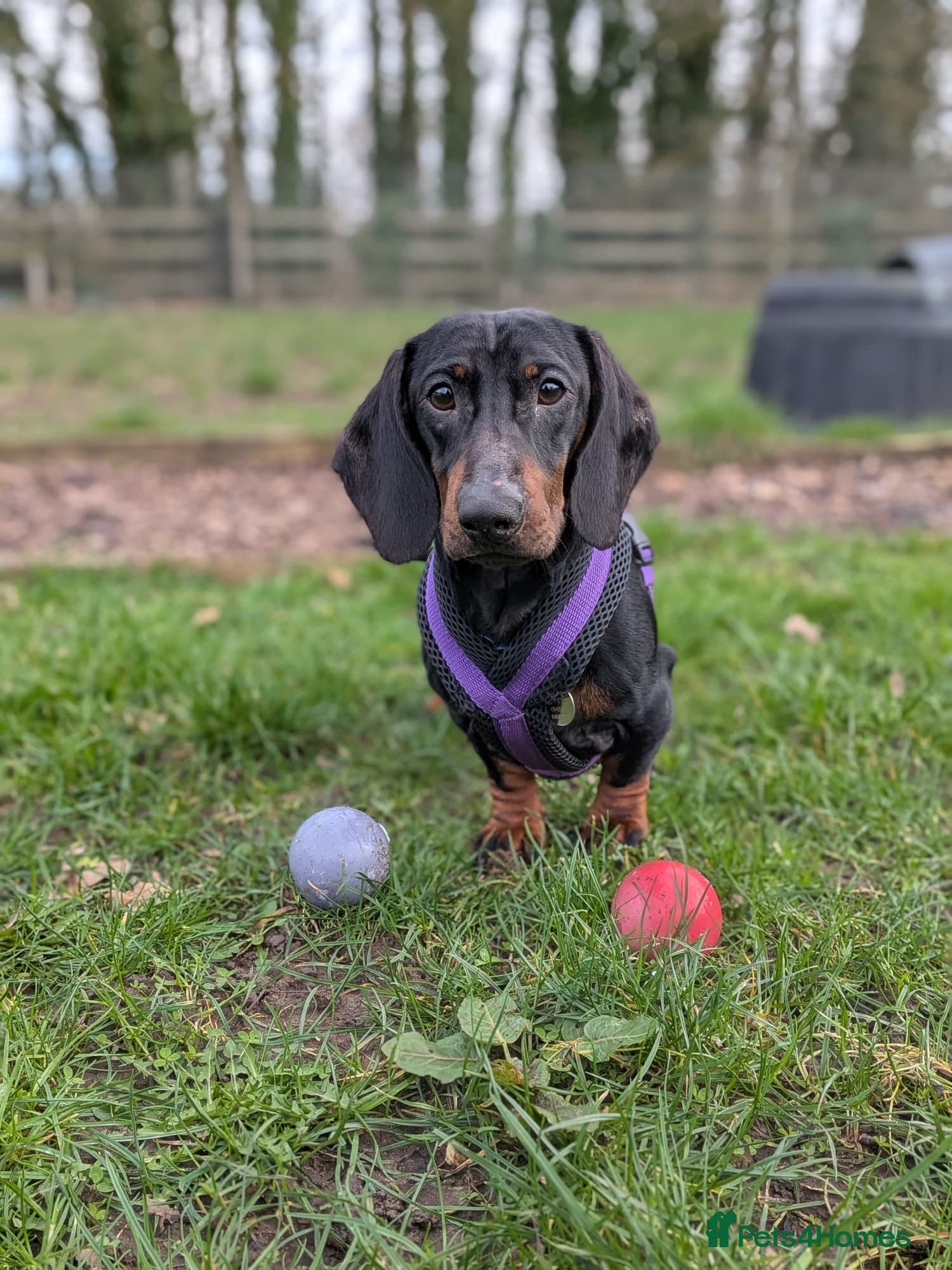 Sausage photo 7