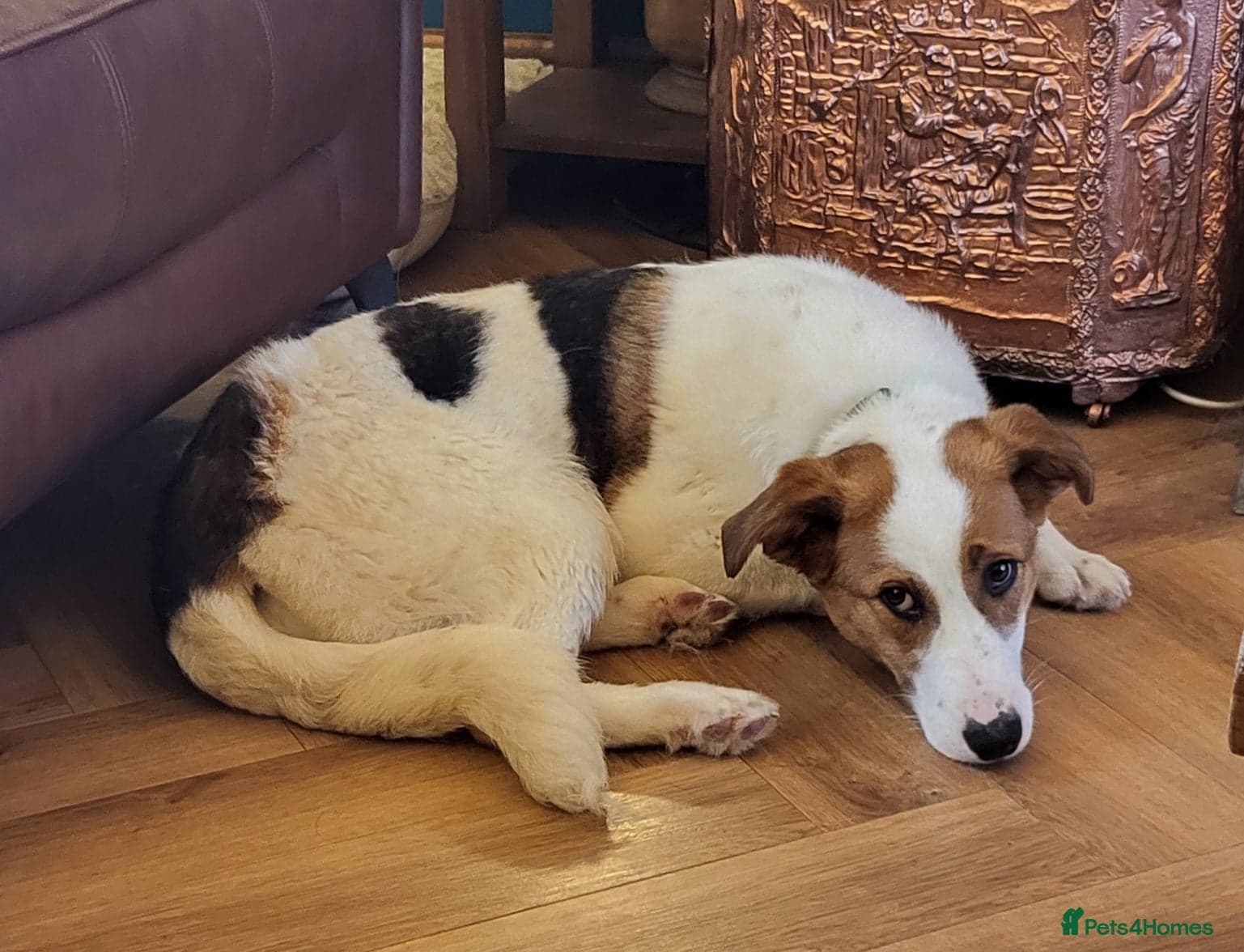 9 — Mixed Breed
