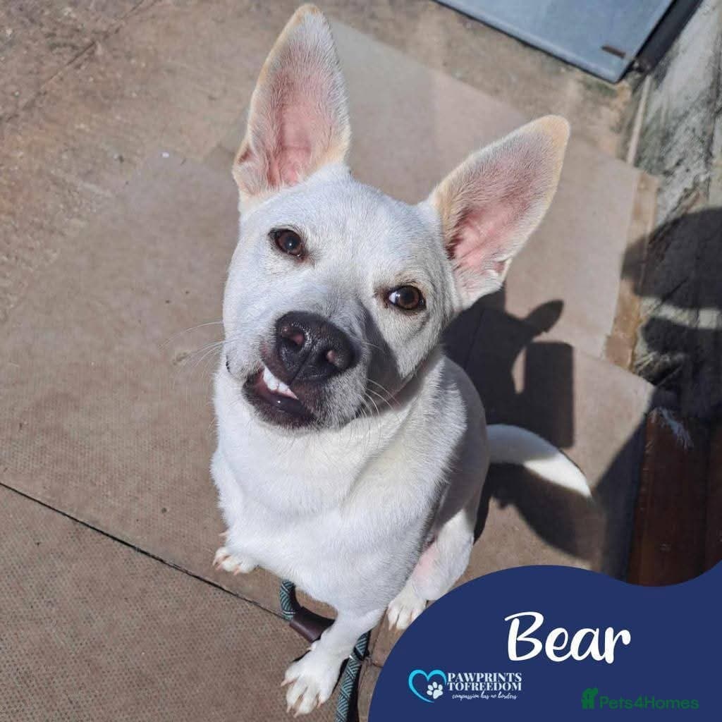 Meet Bear, currently residing in Cheshire photo 2