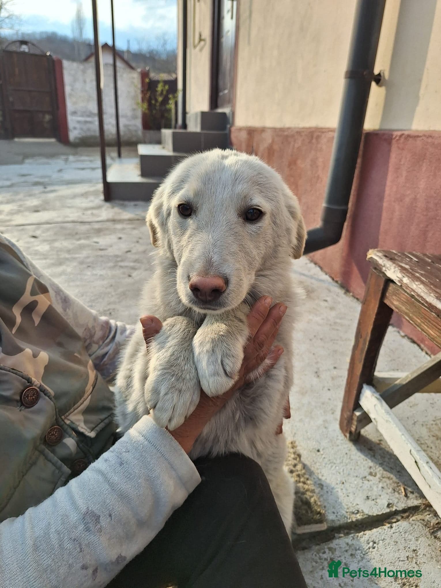Meet SNOWY… a Lovely Girl photo 2