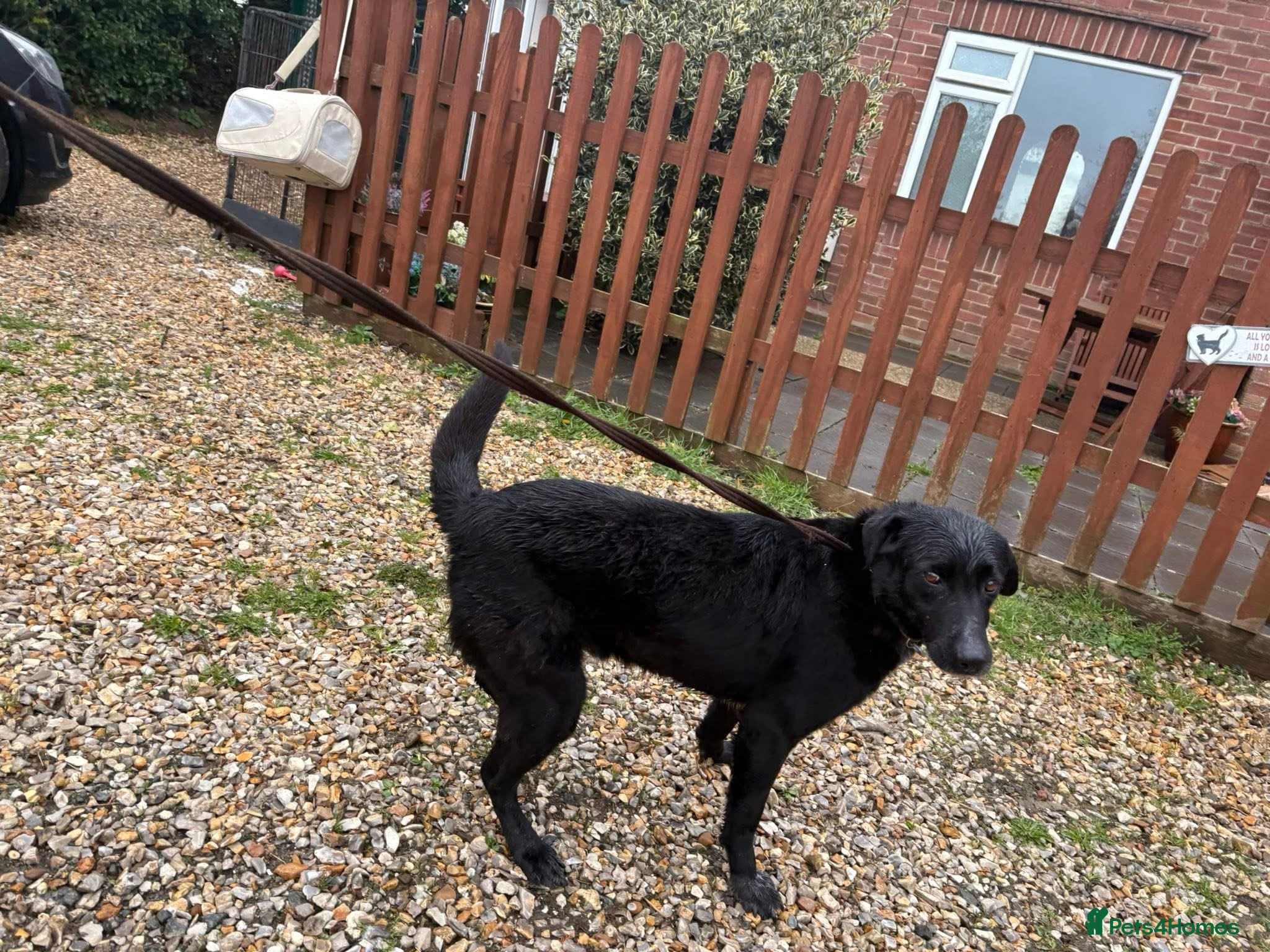 Merlin - Norwich Norfolk — Mixed Breed