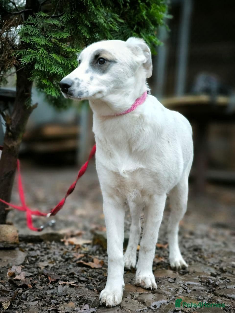 ️PLIAMKA❤️9-month-old loving and playful girl photo 24