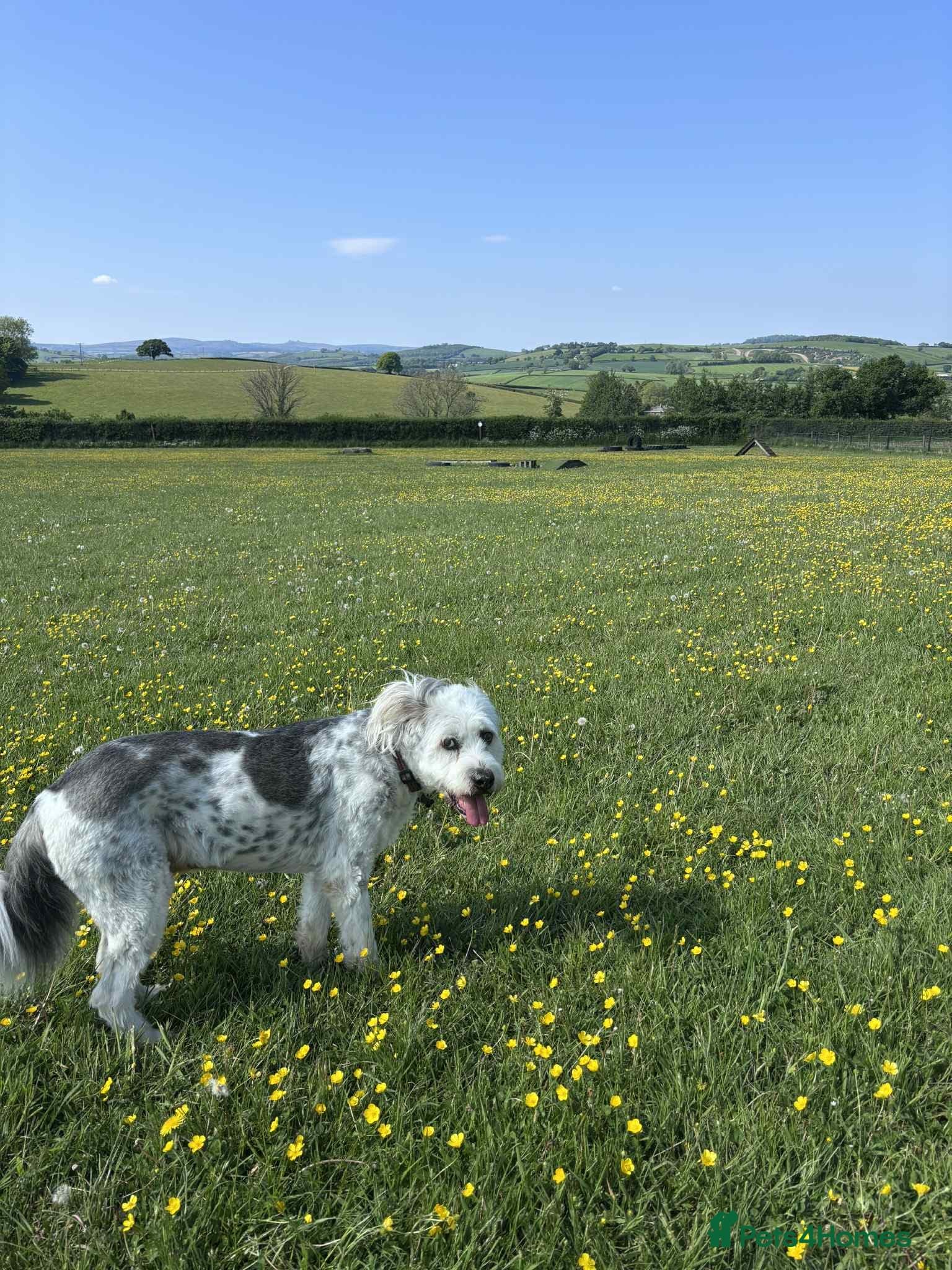 Teddy photo 18