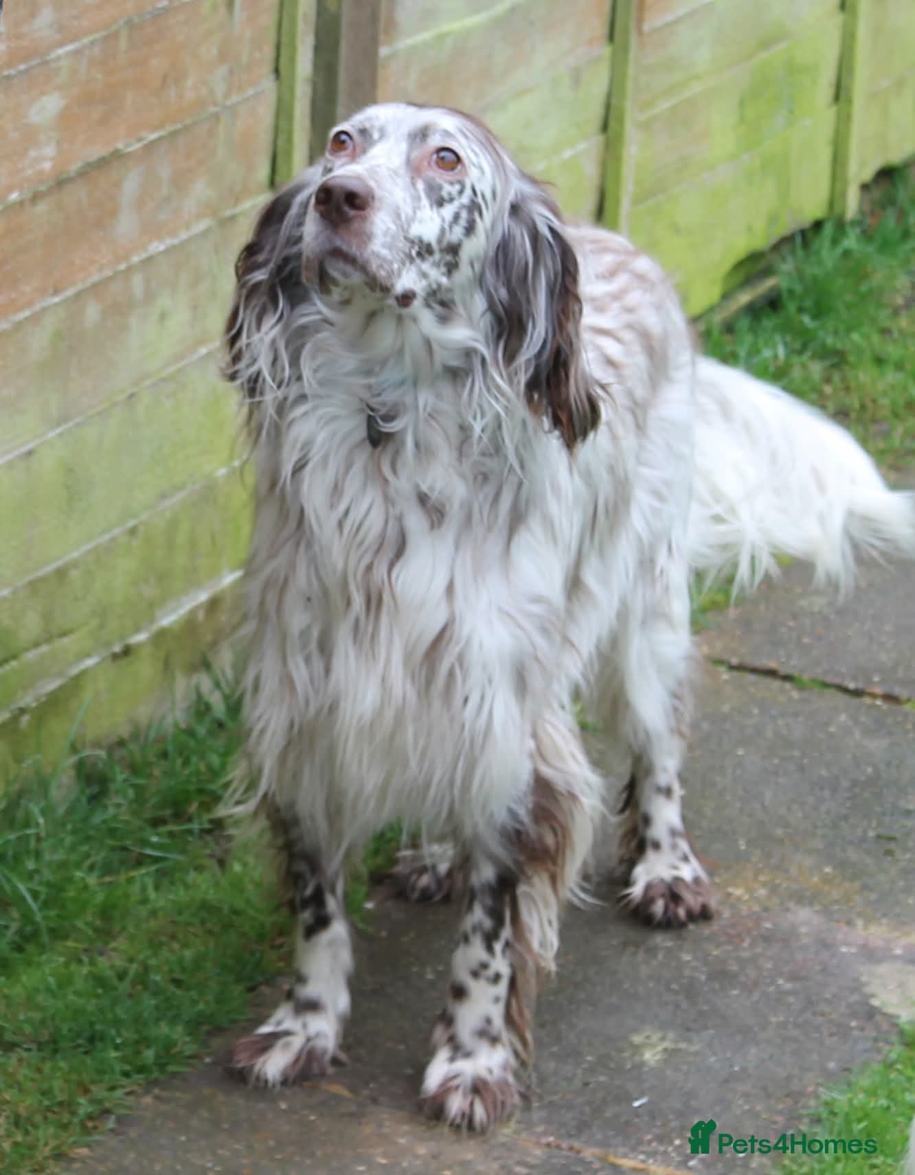 Alfie photo 4