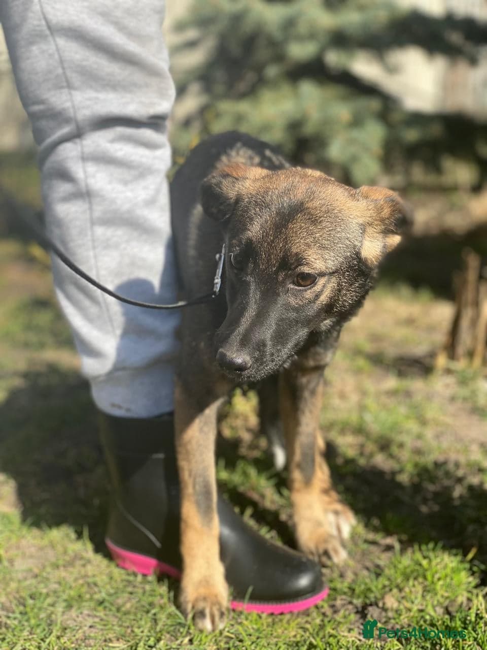 ️🐶 kuba photo 13