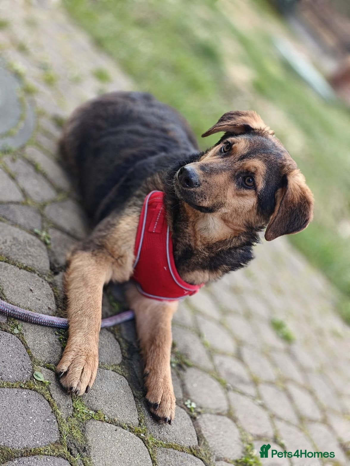 ️🐶 yasia photo 21