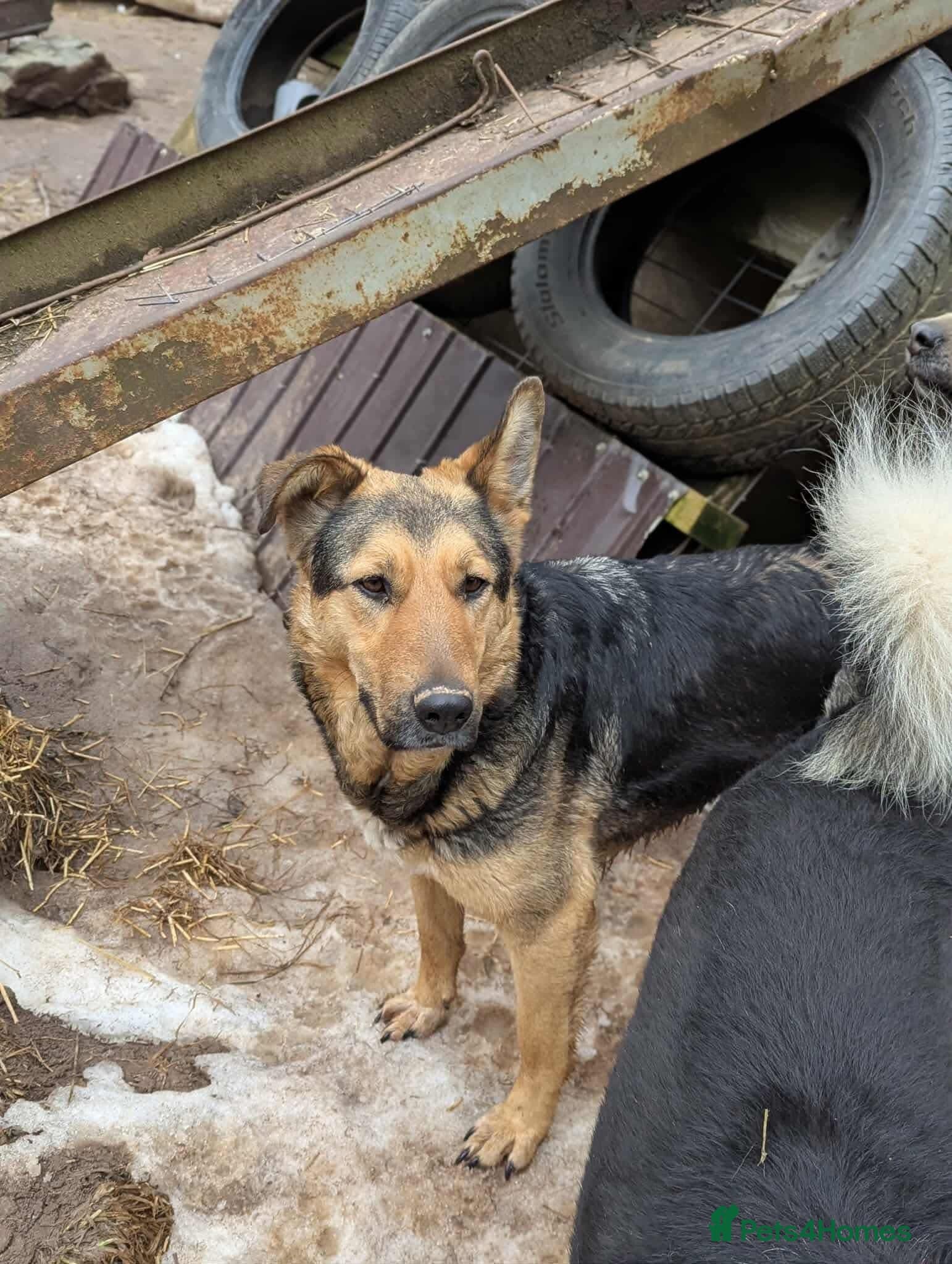 Sunday — Mixed Breed