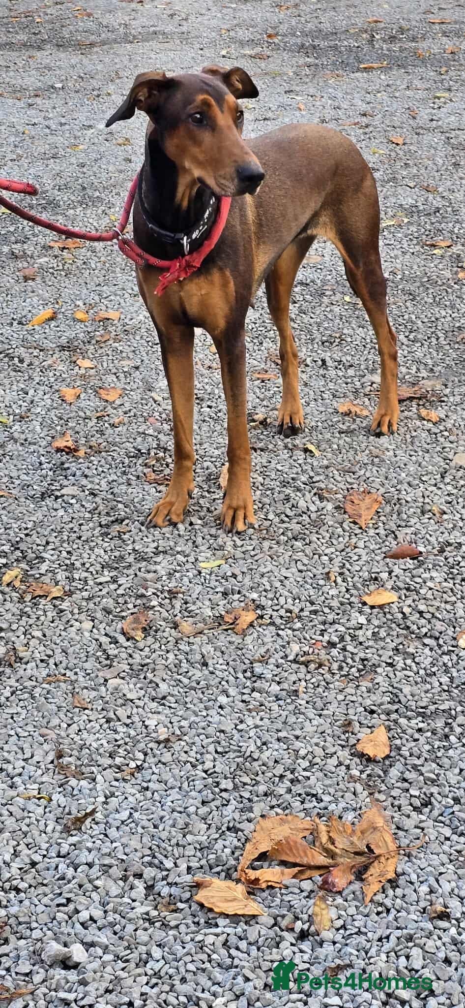 BONNIE 💕 Playful, Loving Girl photo 16