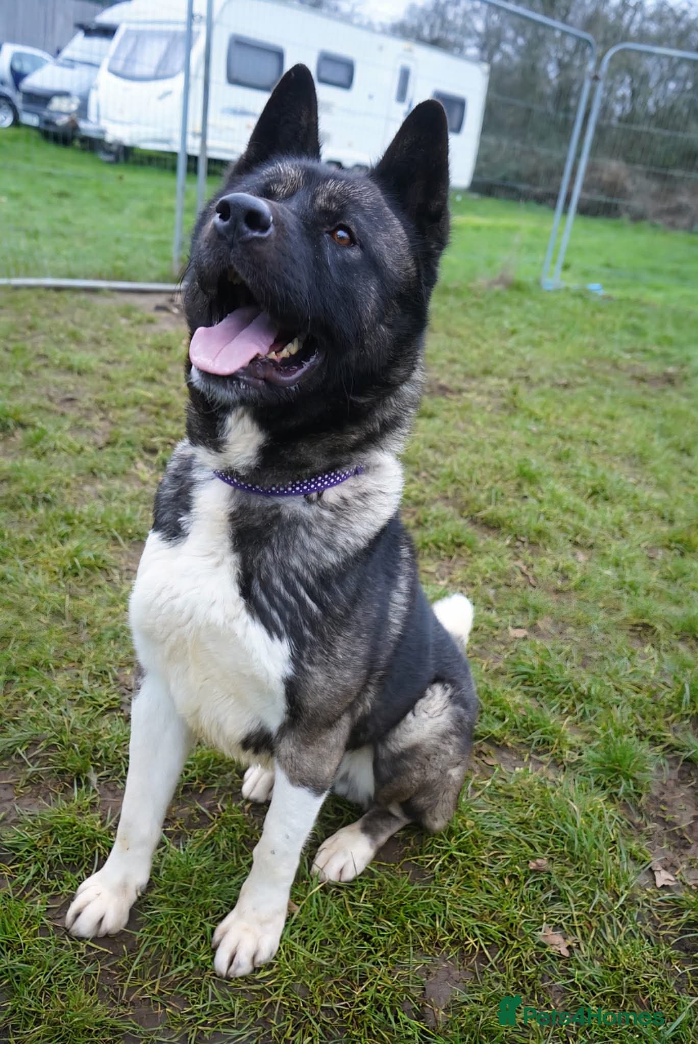 Blake — Akita