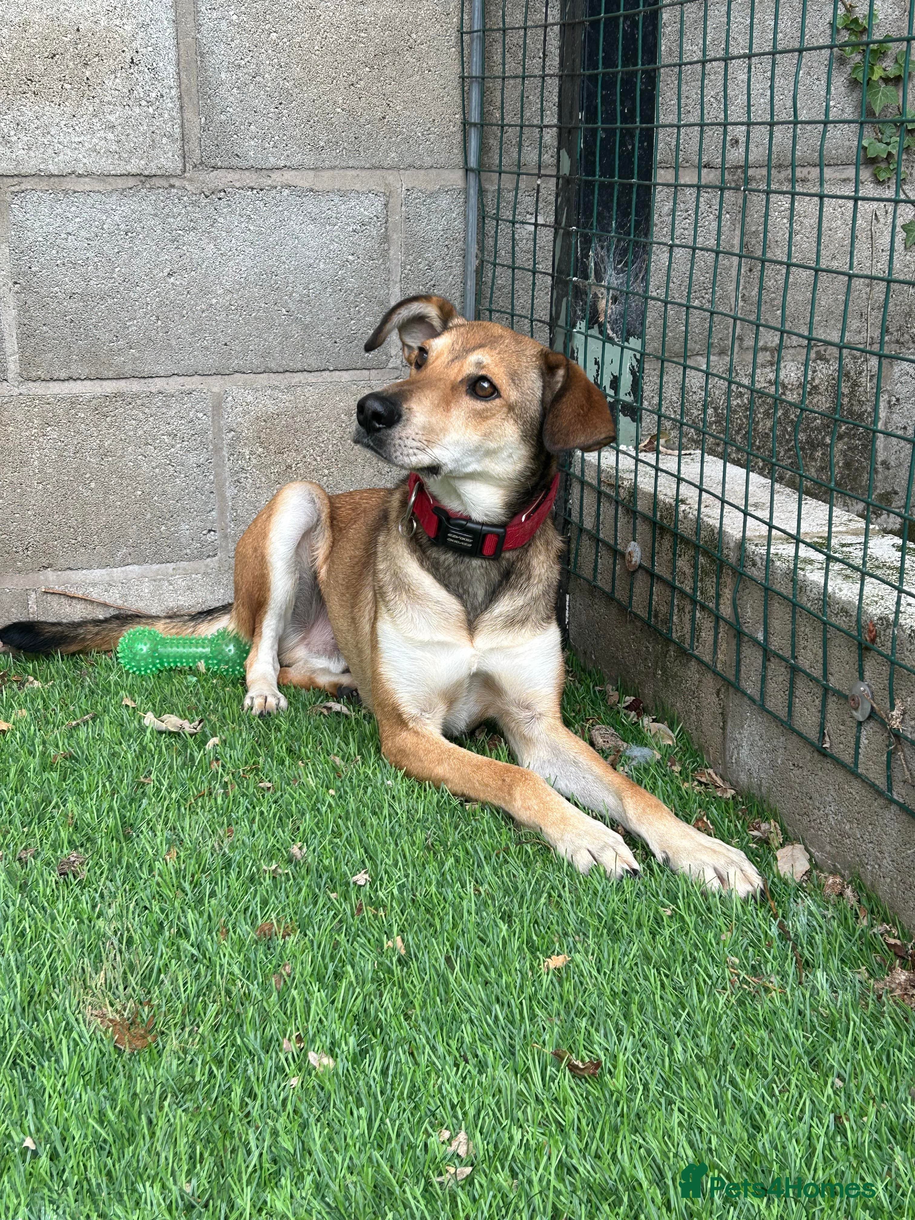 Meet Barney, currently residing in Cheshire photo 11