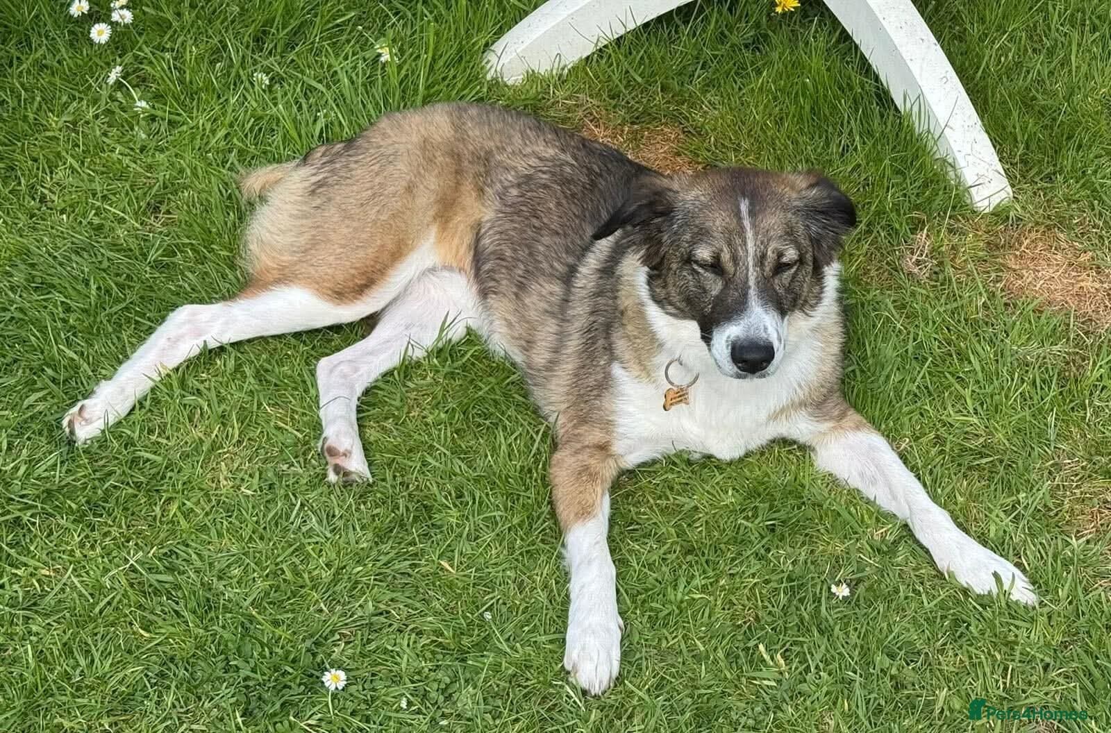 Meet Bella, currently residing in Merseyside photo 15