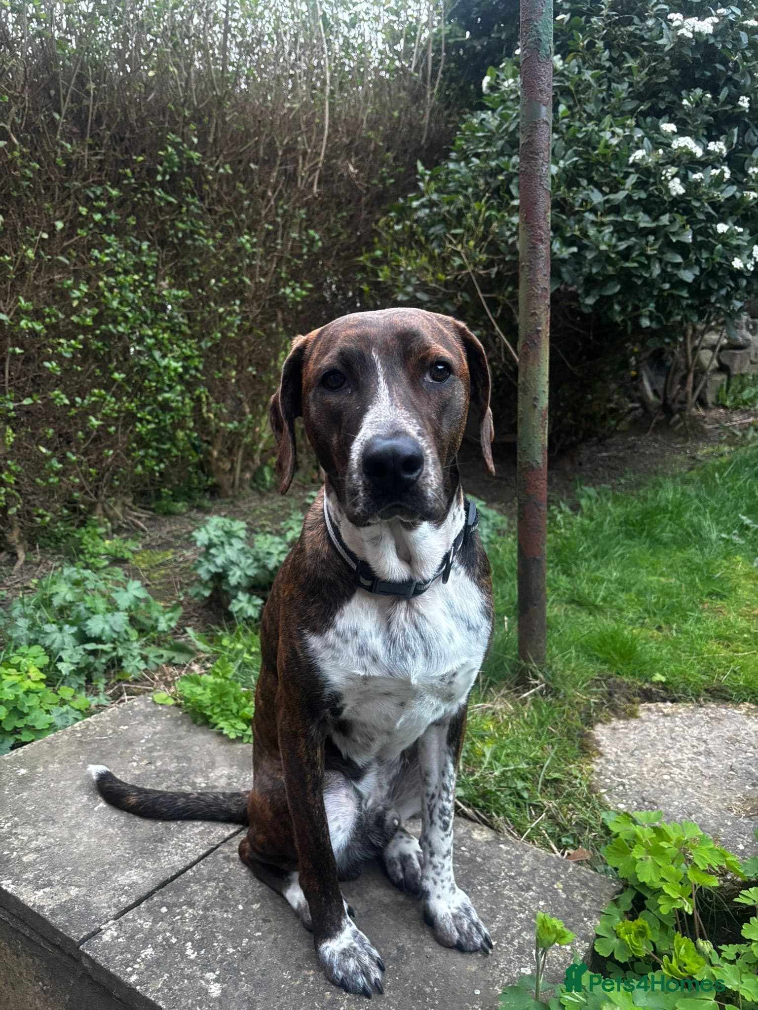 Billy — Mixed Breed