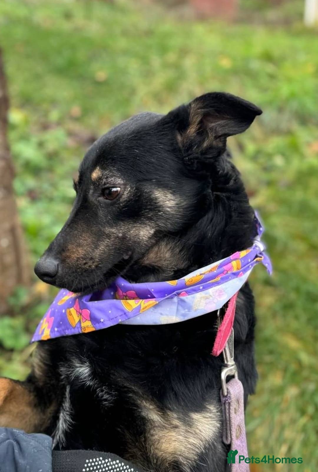 ️ROSIE❤️2.5 yo low-medium friendly loving girl photo 9