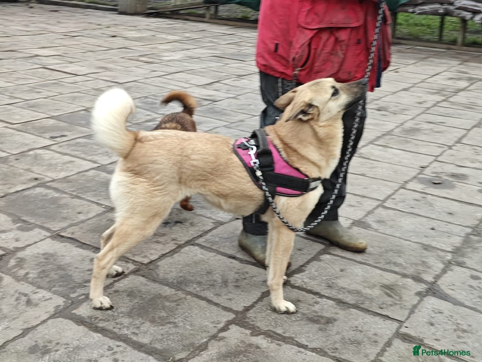 ️🐶 stacy — Mixed Breed
