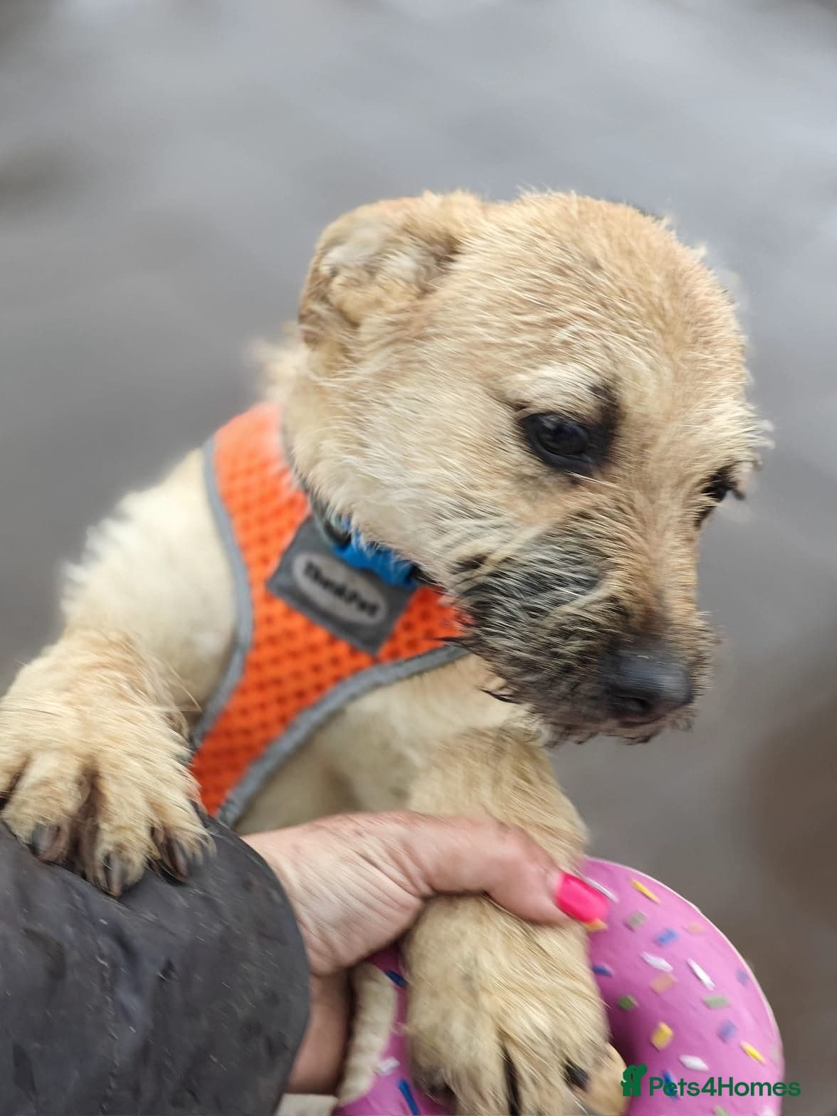 ️🐶 bekki photo 10