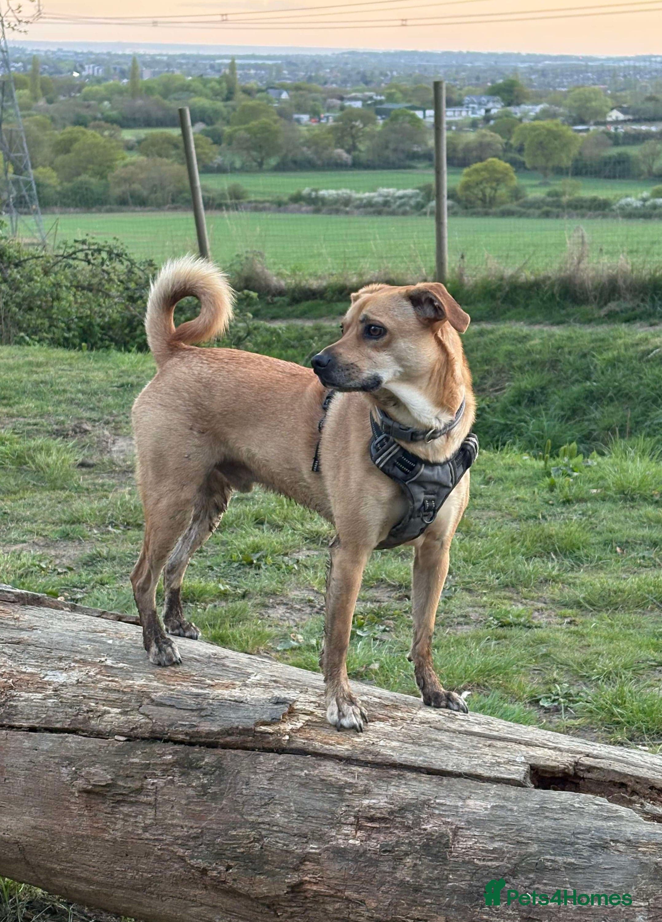 Lovely Jack photo 3