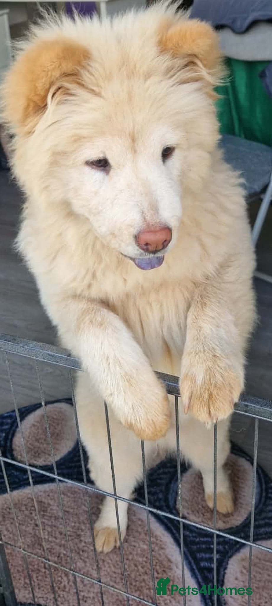 Bella photo 3