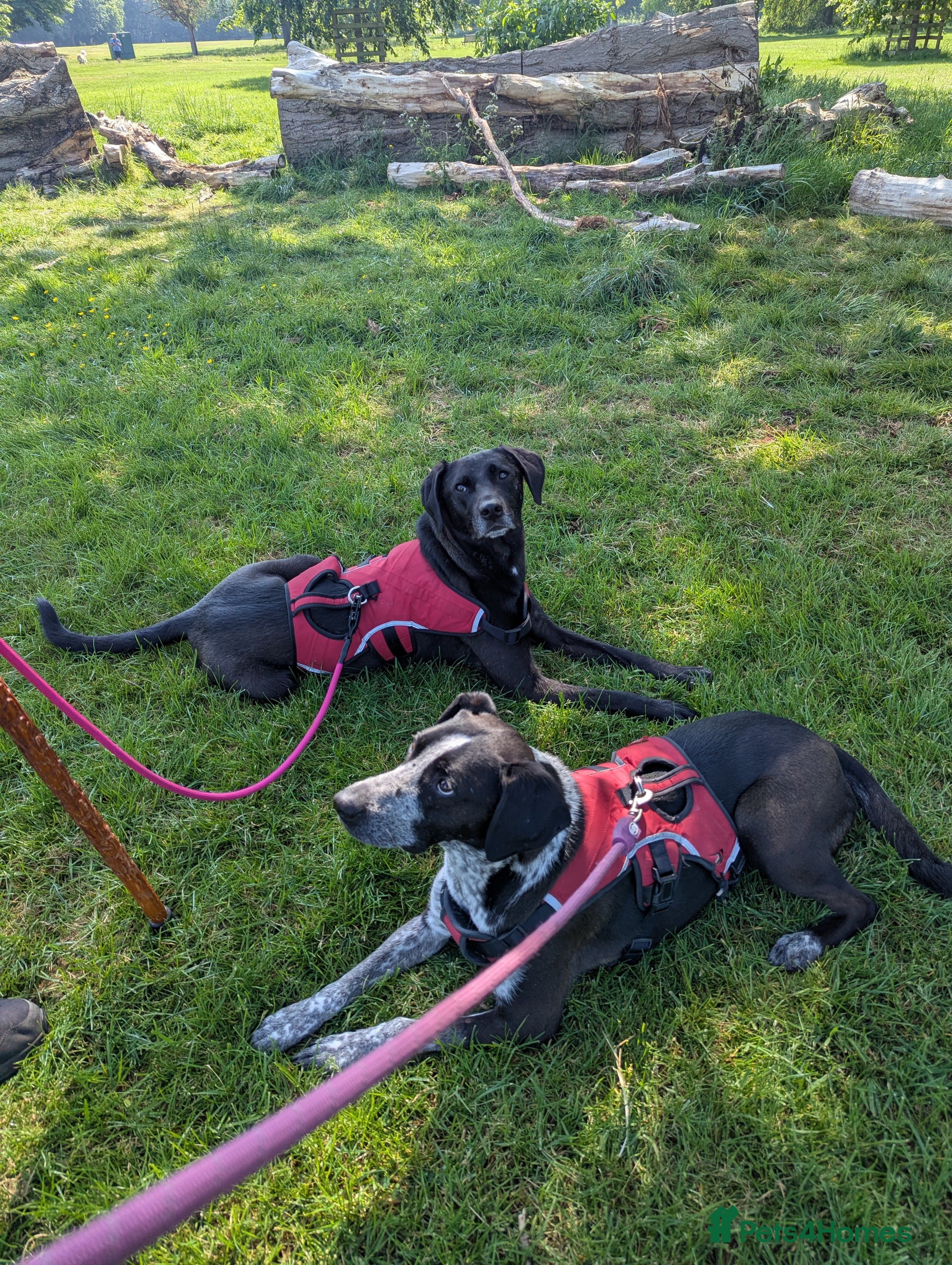 Trooper photo 5