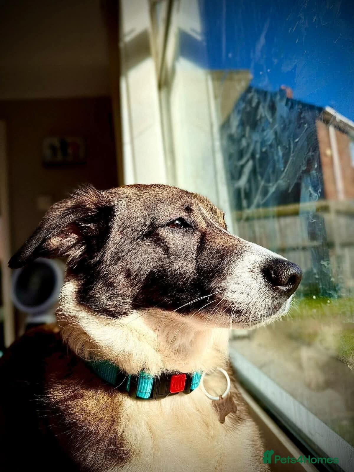 Meet Bella, currently residing in Merseyside photo 7