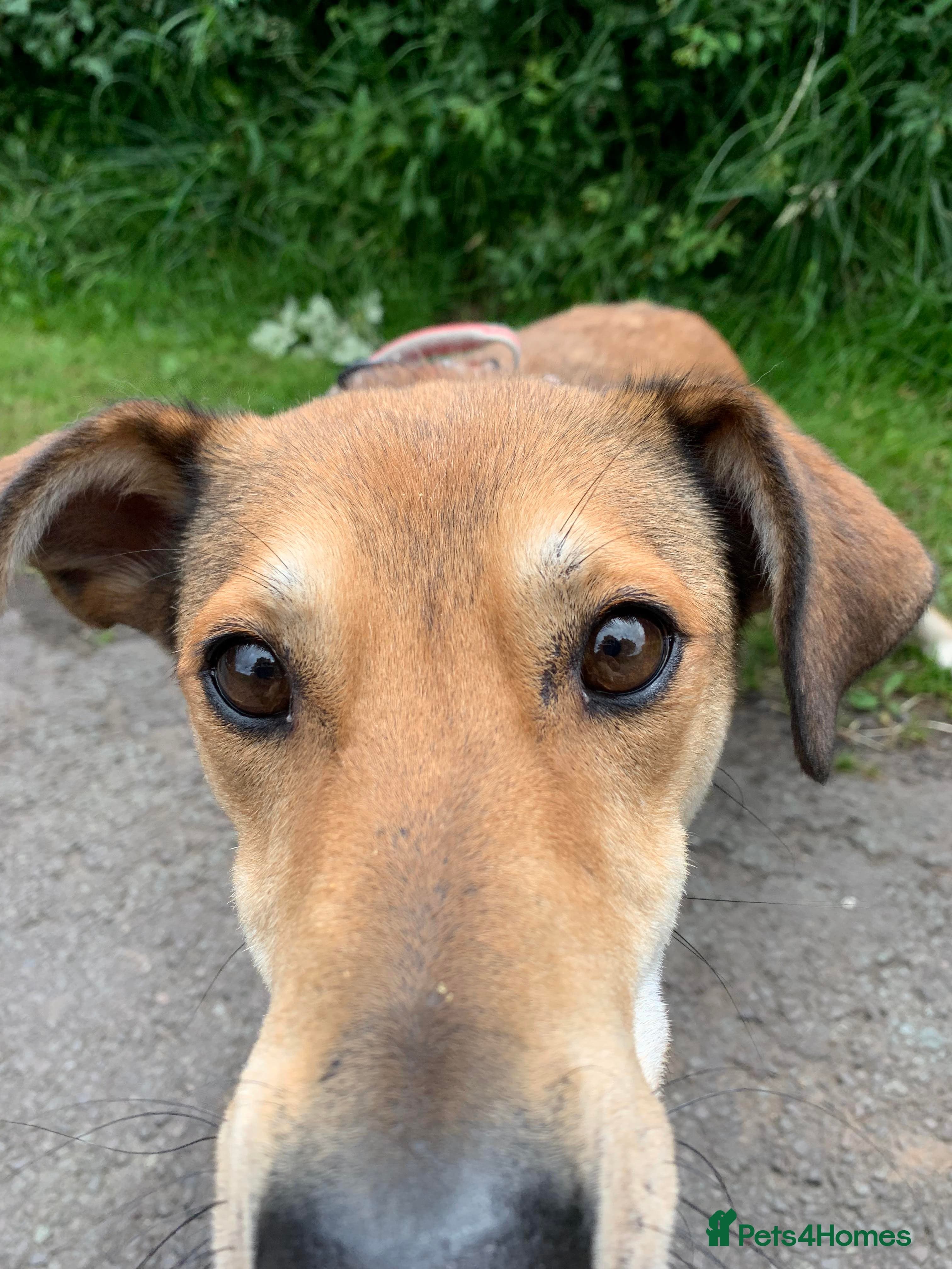 Meet Barney, currently residing in Cheshire photo 8