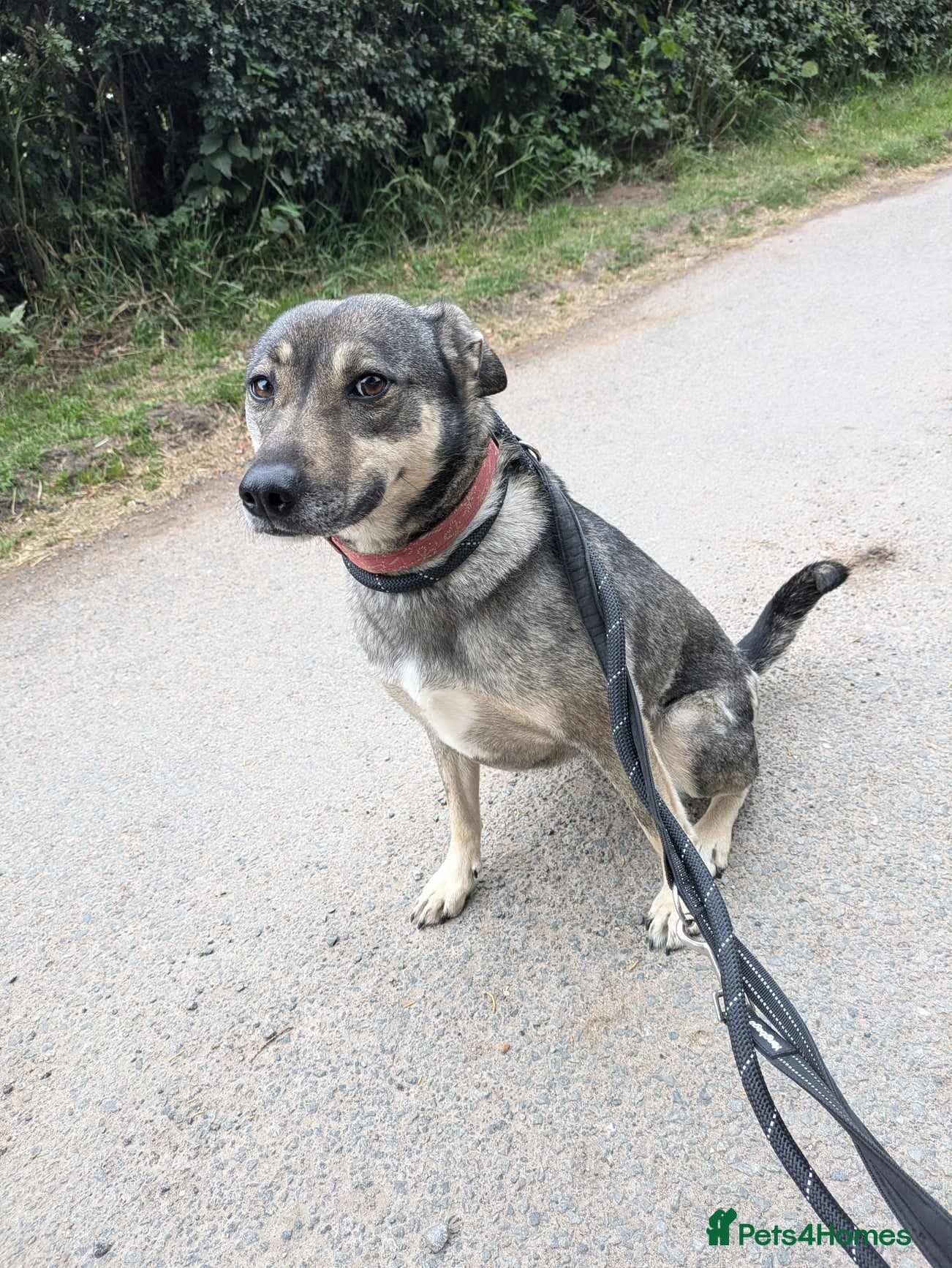 Meet Joy, currently residing in Cheshire photo 10