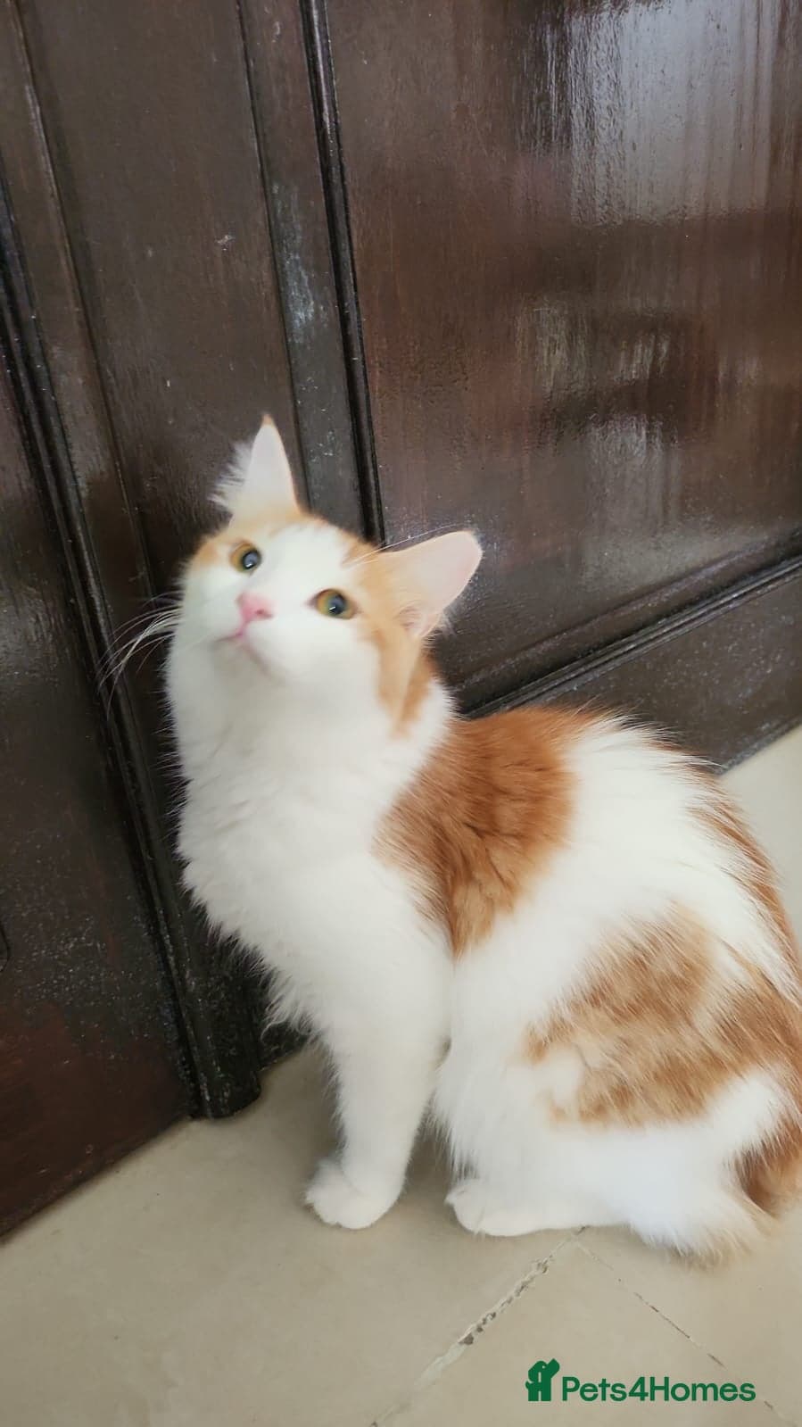 Lawrence — Mixed Breed