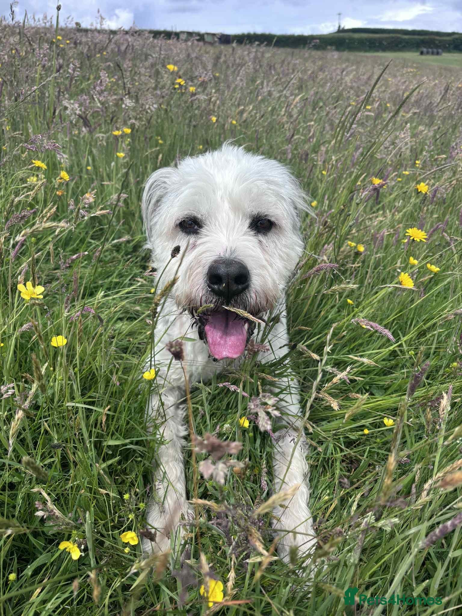 Teddy photo 2