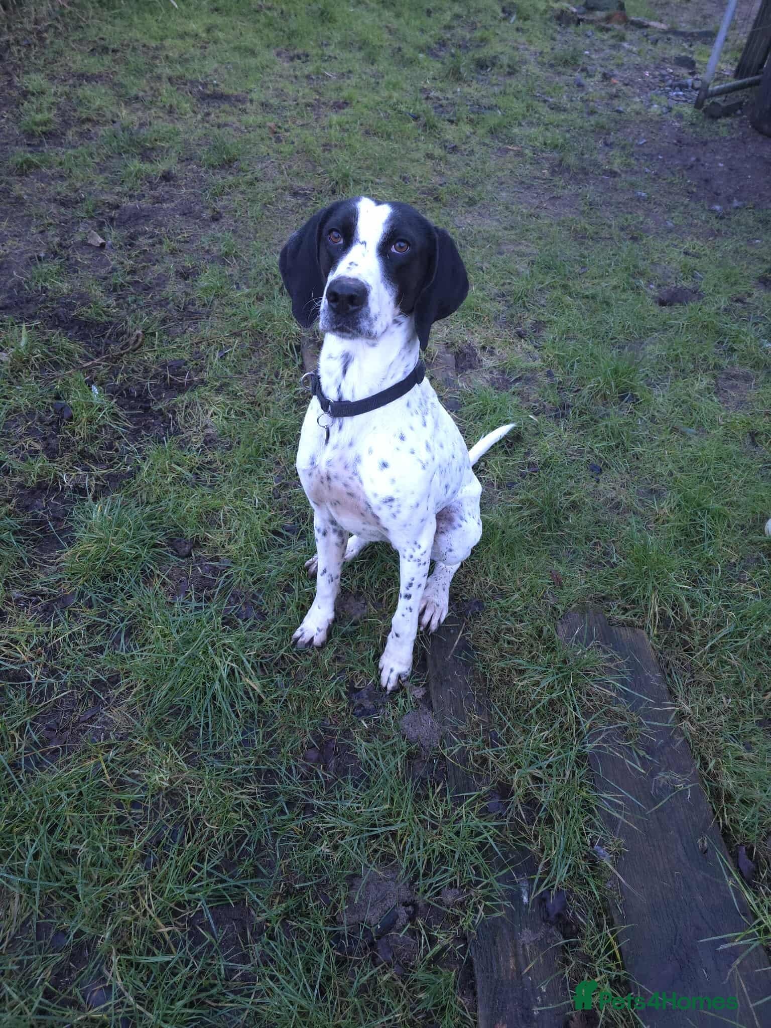 Jasper photo 6