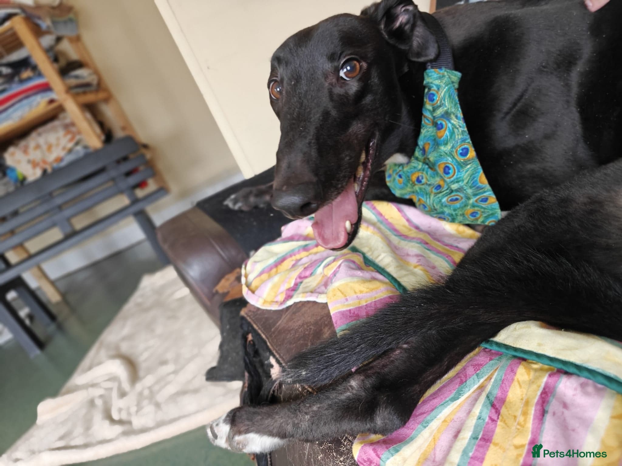 Tupelo — Greyhound