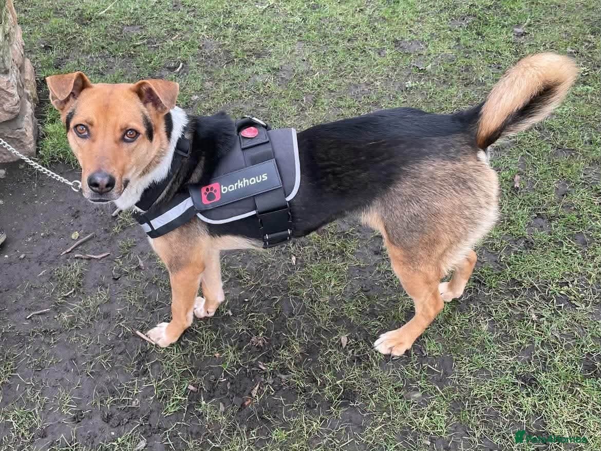 9 photo 4