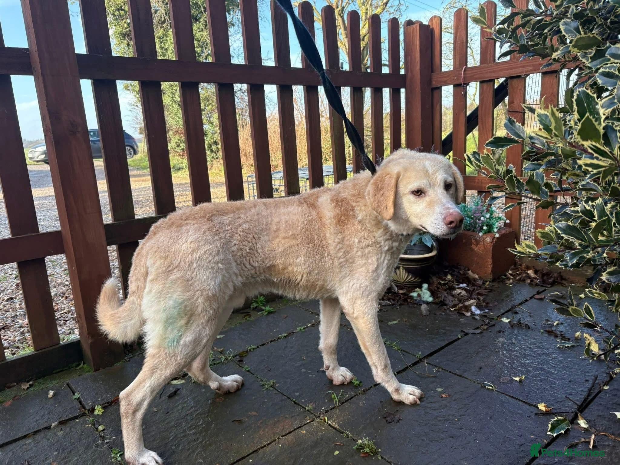Ralph - Norwich Norfolk photo 23