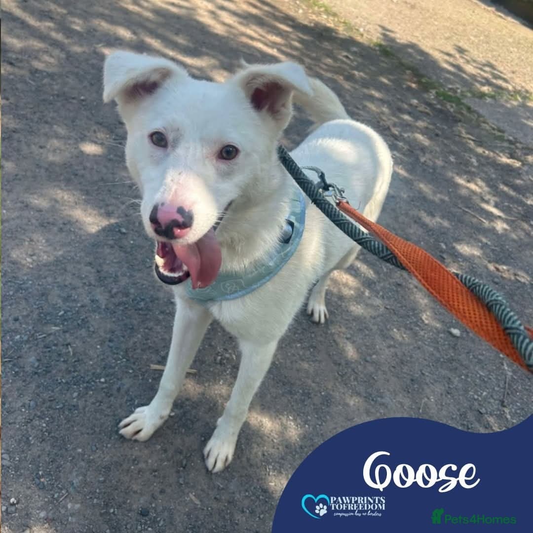 Meet Goose, currently residing in Cheshire photo 2