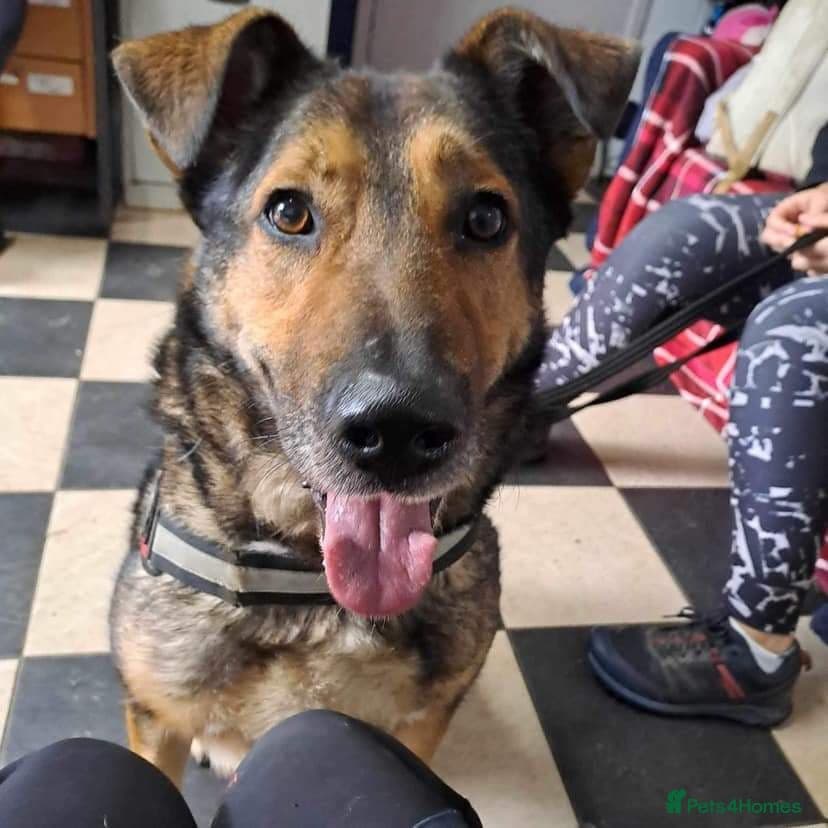 Meet Kobi, currently residing in Cheshire photo 9