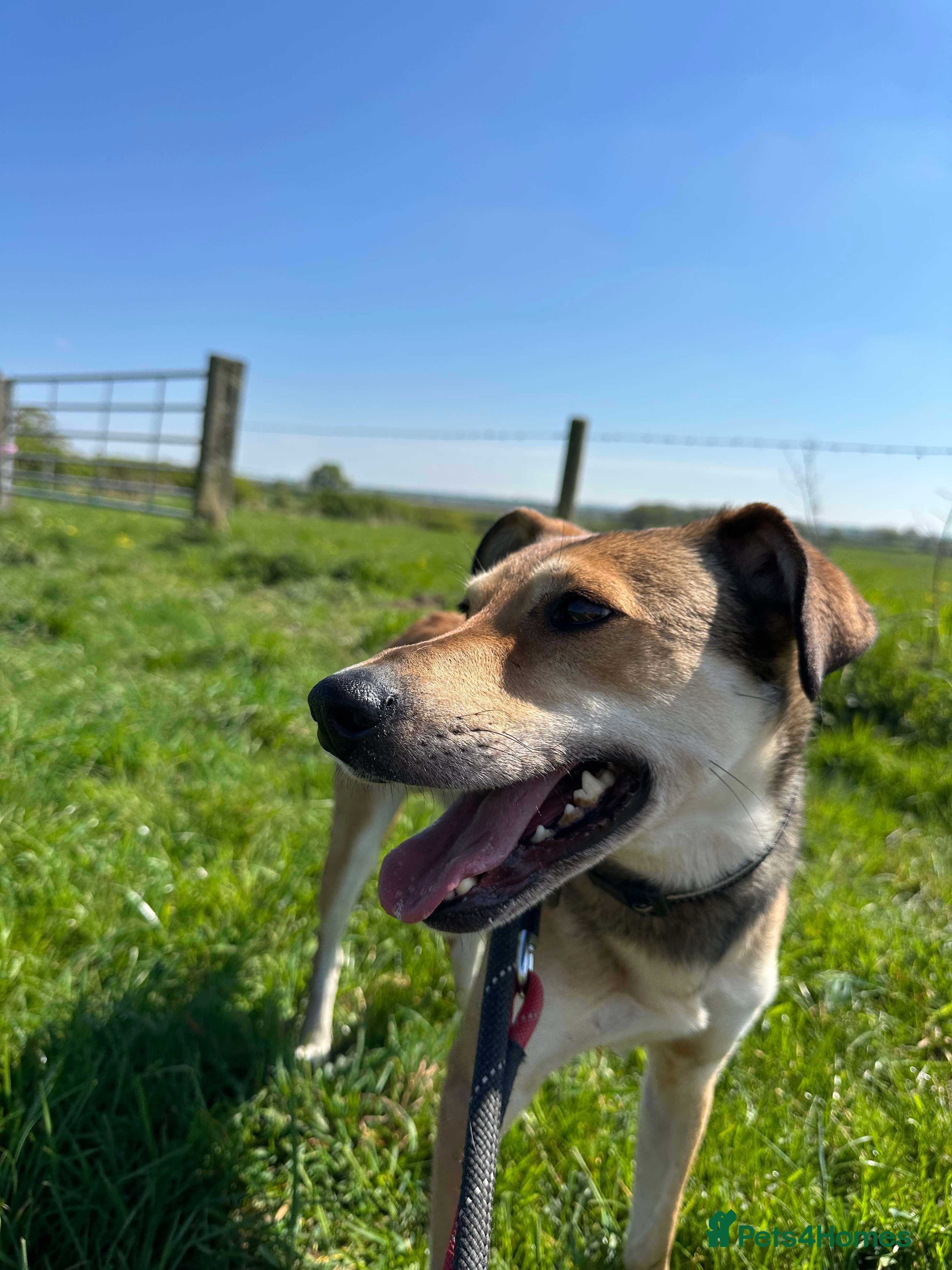 Meet Barney, currently residing in Cheshire photo 17