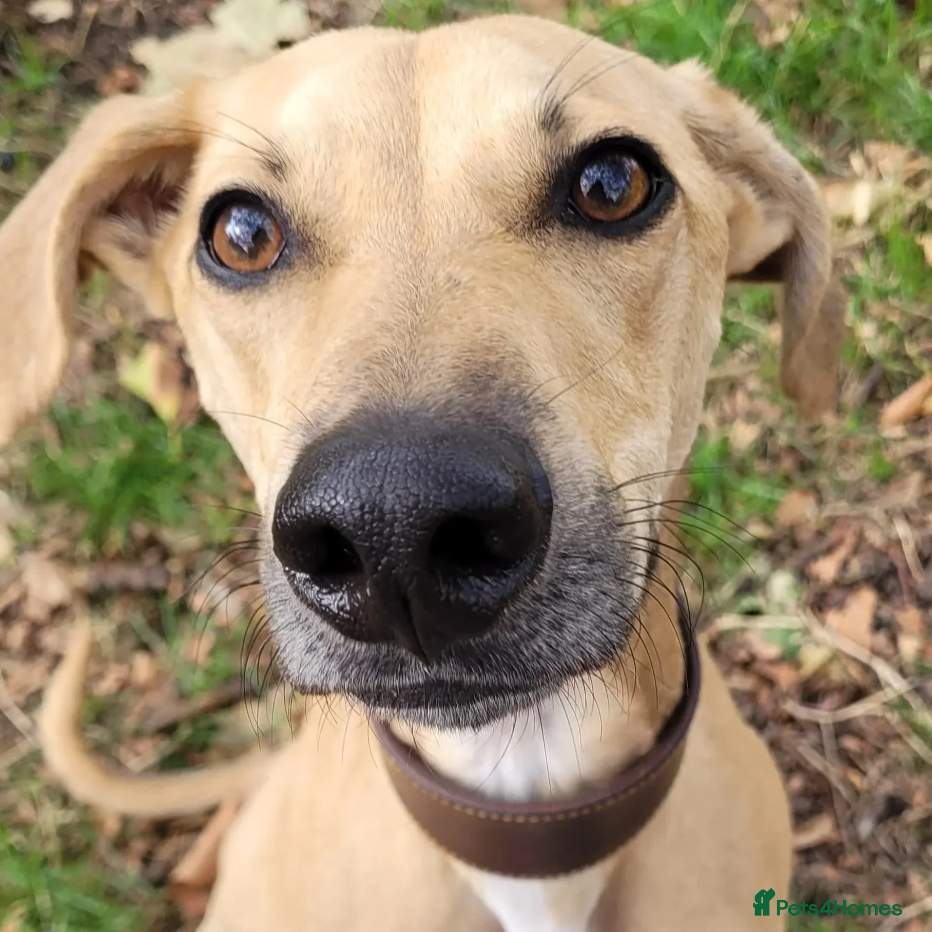 Prince (sighthound mix) photo 2