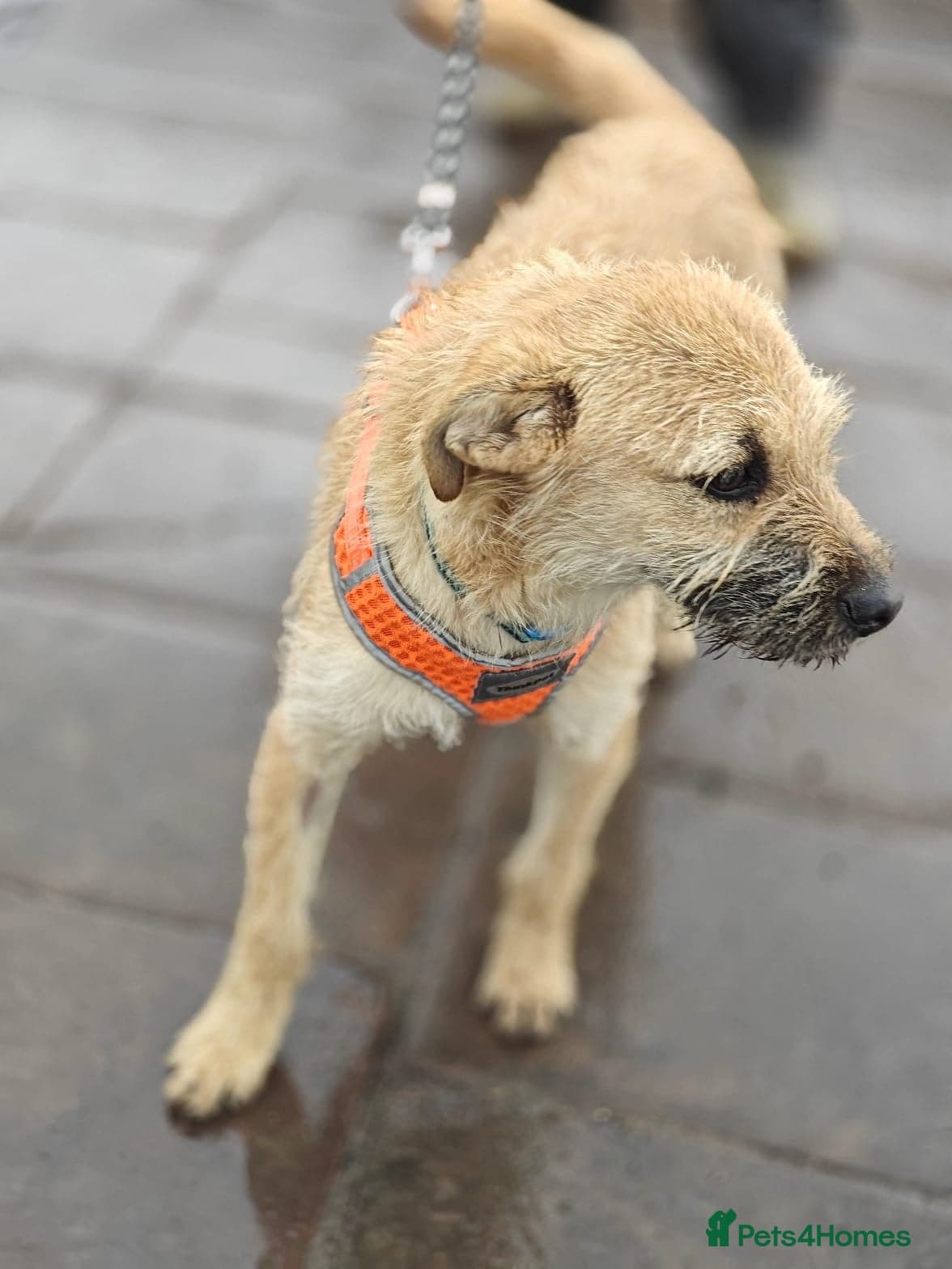 ️🐶 bekki photo 5