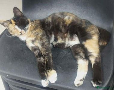 Kaitlyn — Mixed Breed