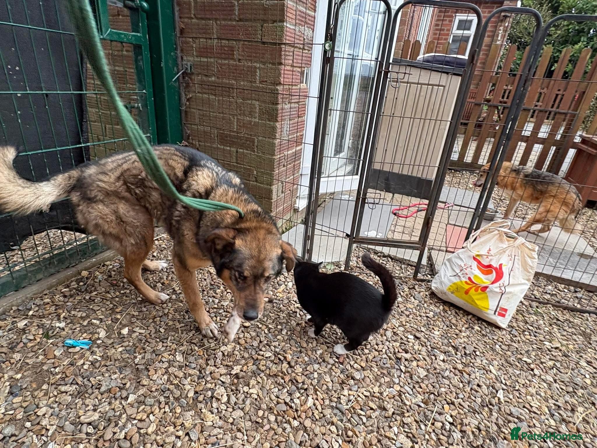 Rufus - Taverham Norfolk — Mixed Breed