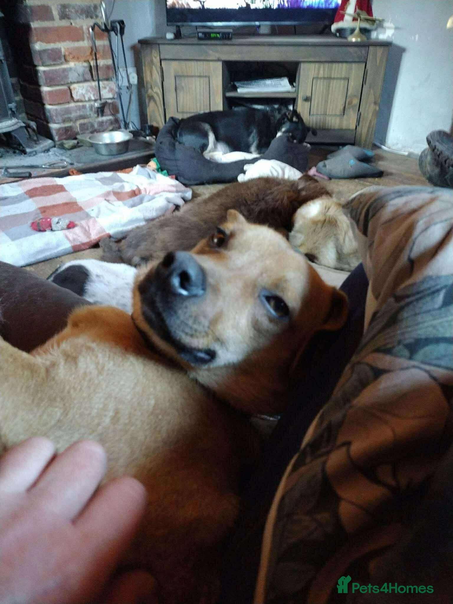 Rescue boy Noodle photo 5