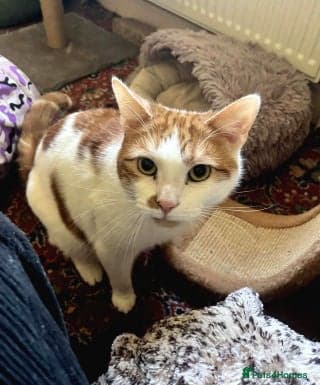 Simba — Mixed Breed